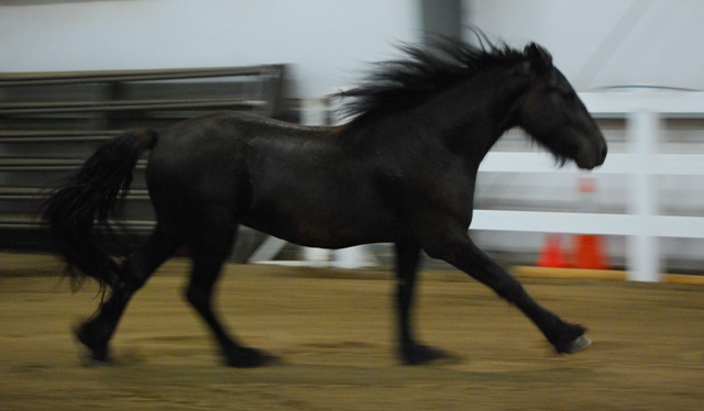 Barnabas free canter in arena as a 2 year old