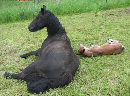 resting on the hillside