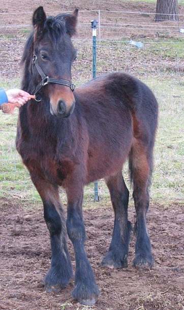 Copper as a yearling