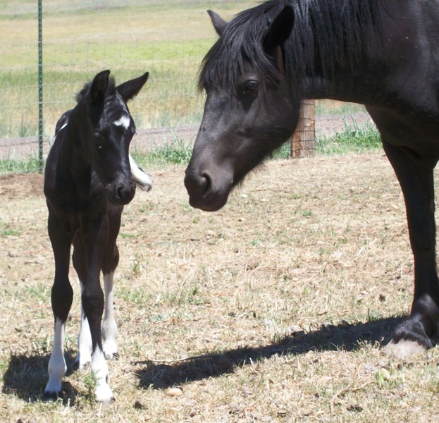 Emma with her first foal