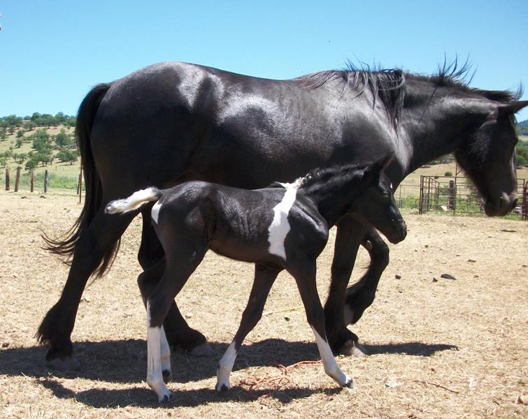 Emma with her first foal