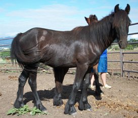 Jasper as a yearling