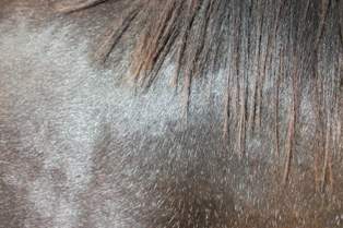 Scattered white hairs visible
