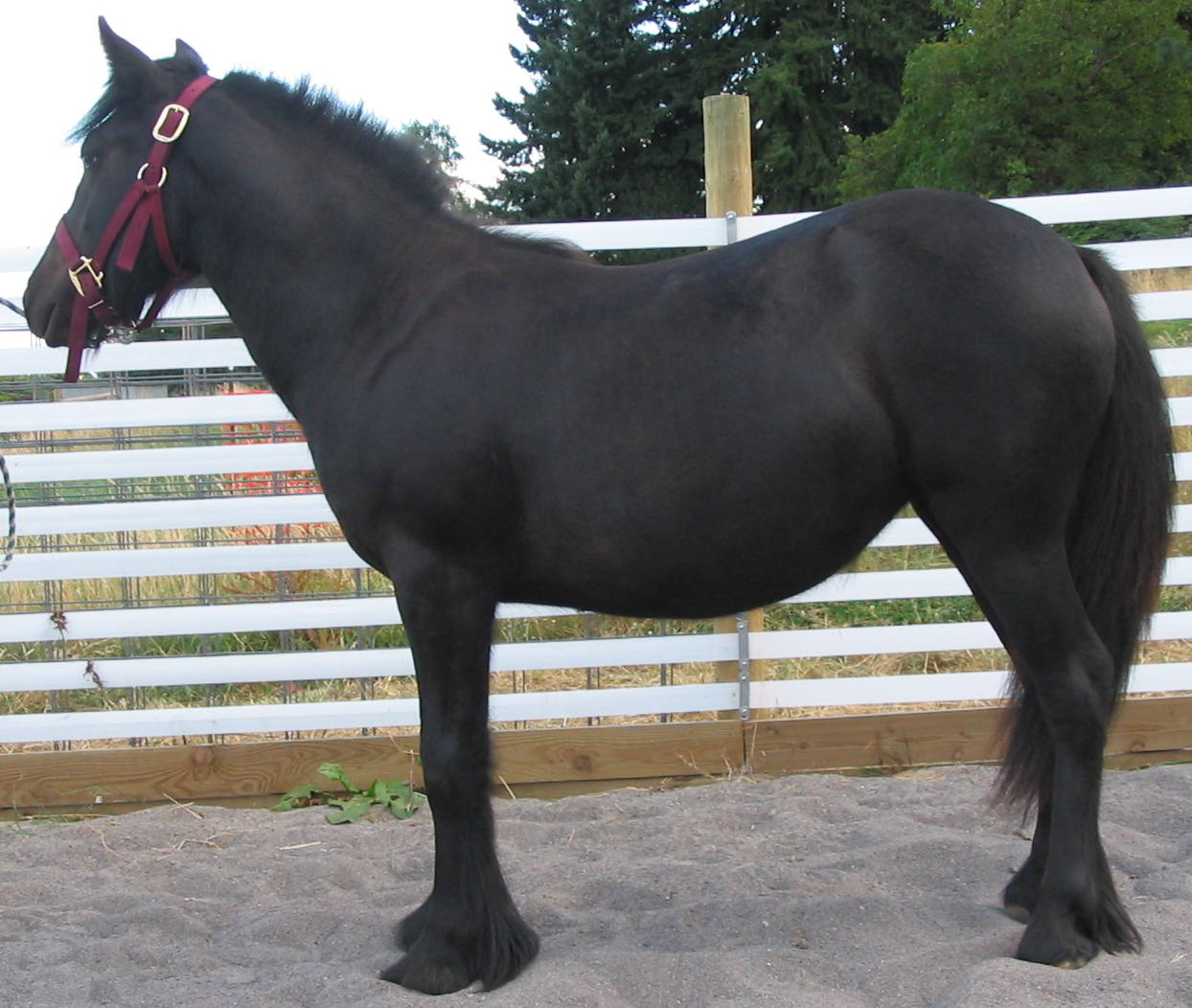 Lily as a yearling