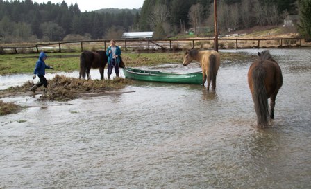 mares interested in canoe