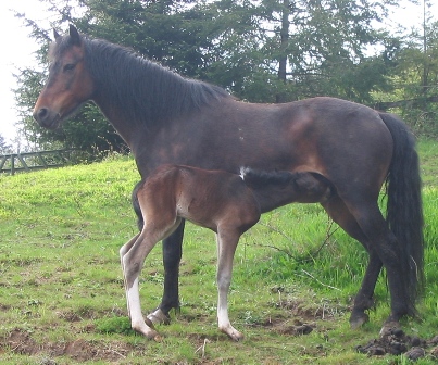 Pepper with dam on foal date