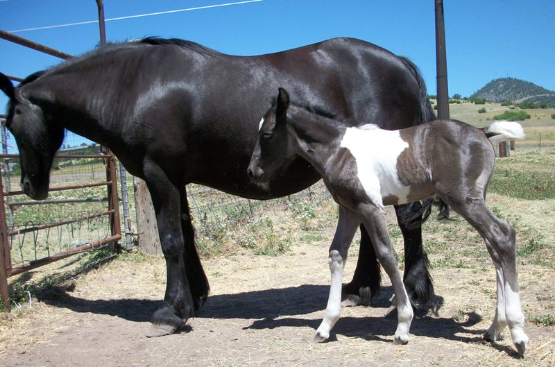 Selkie and her foal to a paint stallion